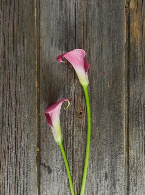  DARK- HOT PINK MINI CALLA LILIES